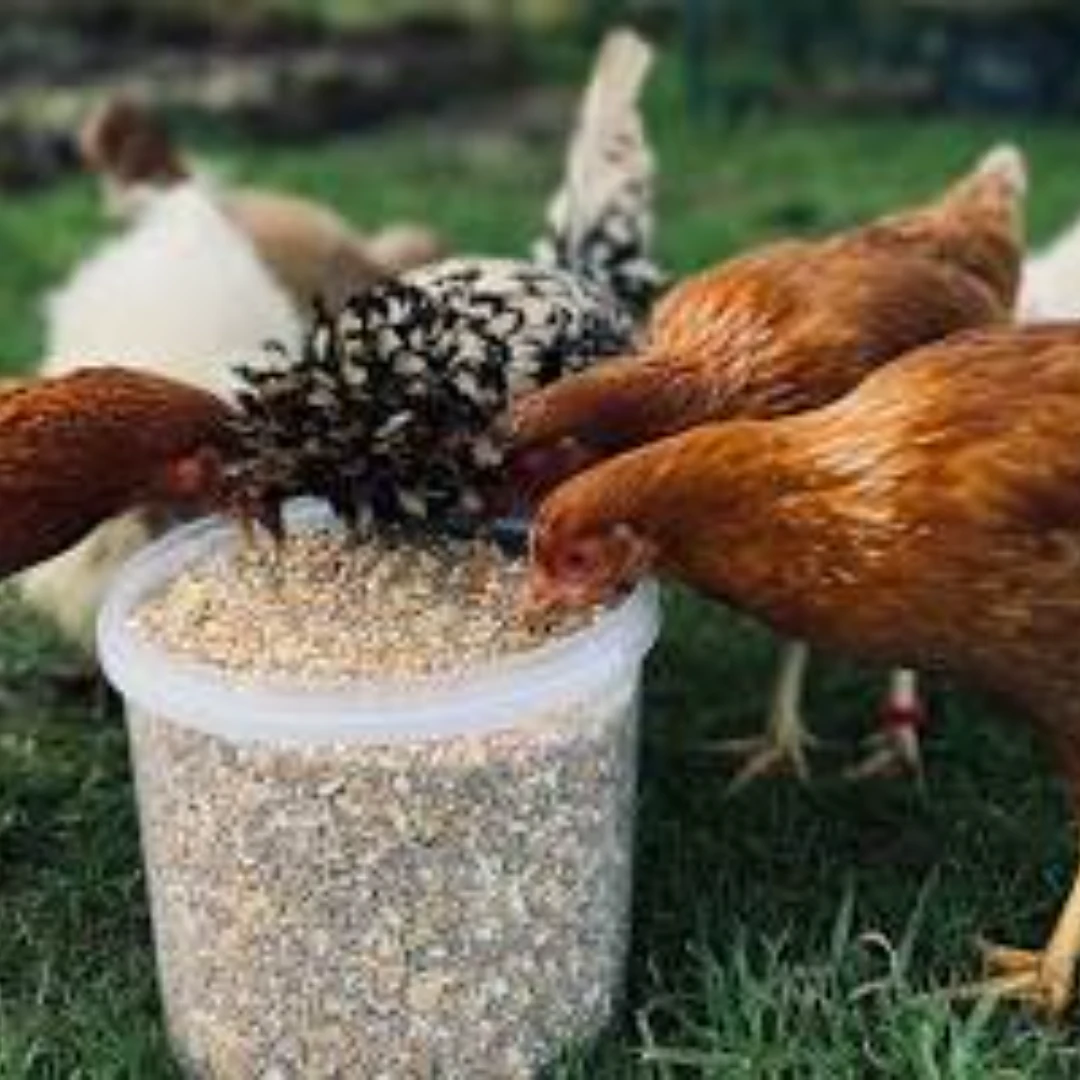 Poultry Feeder